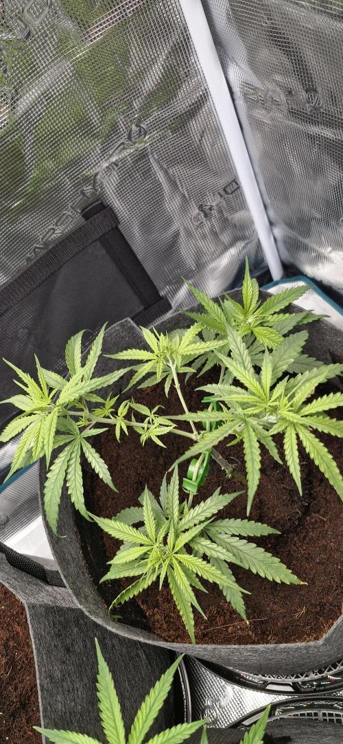 Alien OG. Week 2
