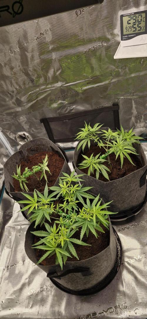 Alien OG. Week 2