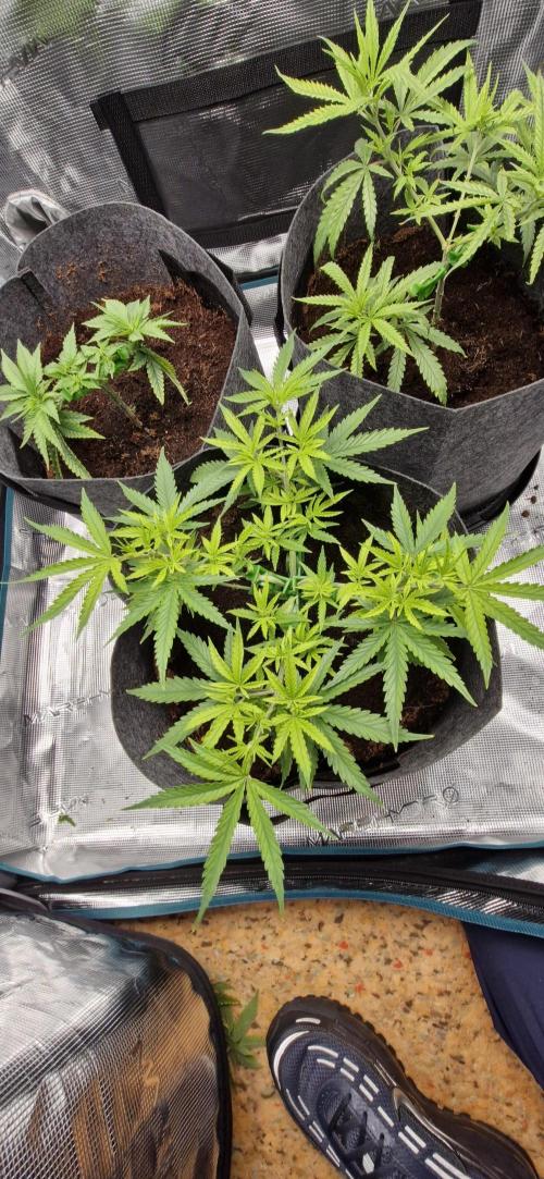 Alien OG. Week 2