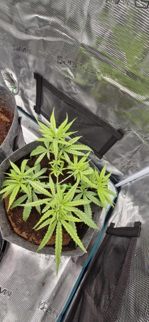 Alien OG. Week 2 - 24hr after transplant everythjng going well..finger crossed🤞