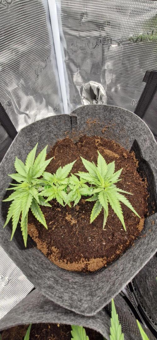 Cheese 🧀. Week 2 - 24hrs after transplant..shes slowly getting there..hopefully she will trive now.