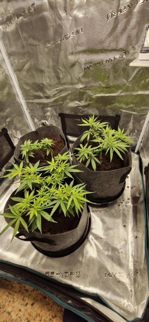 Cheese 🧀. Week 2