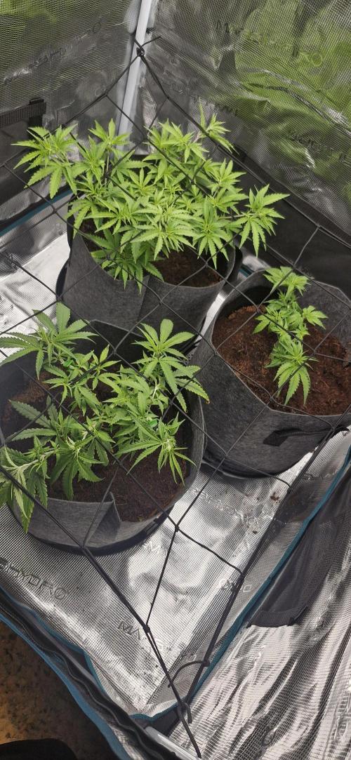 Alien OG. Week 3