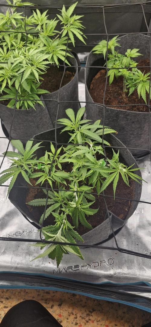 Alien OG. Week 3