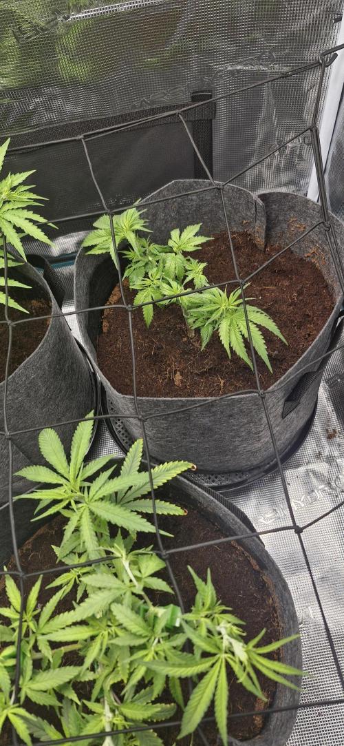 Alien OG. Week 3