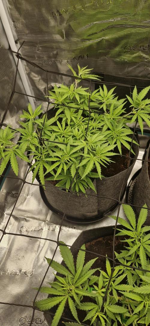 Alien OG. Week 3