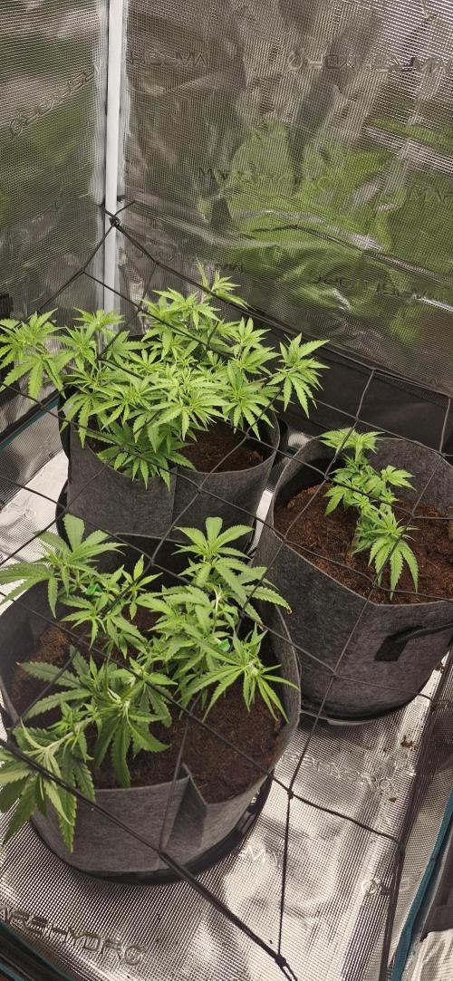 Cheese 🧀. Week 3
