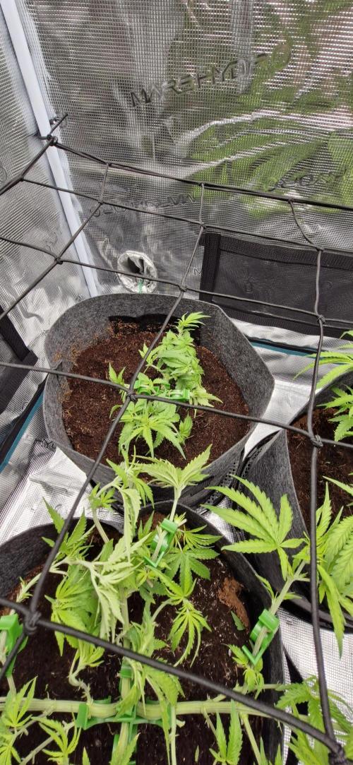 Cheese 🧀. Week 3