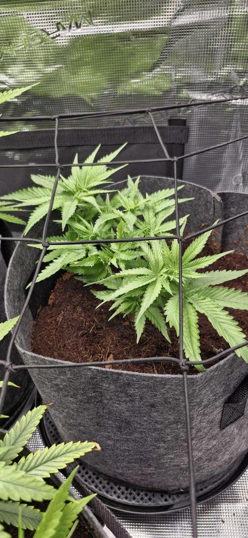 Cheese 🧀. Week 3 - Before i trimmed today..New growth is very compact