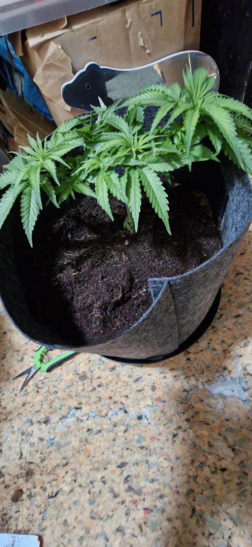 Cheese 🧀. Week 3 - Trimmed to open up grow sites..