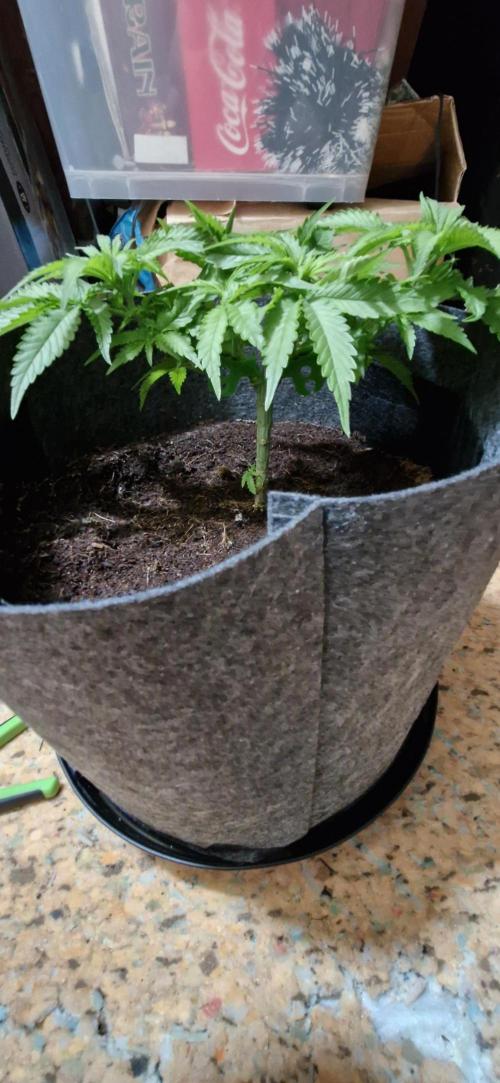 Royal Cheese. Week 3