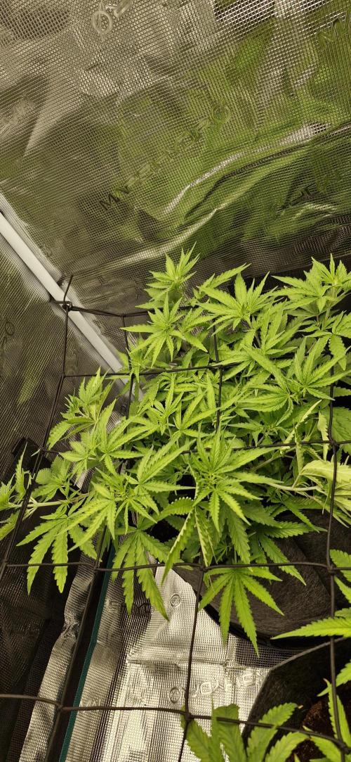 Alien OG. Week 3