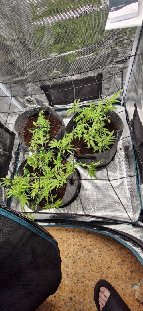 Alien OG. Week 3 - After been trimmed to free up new growth plus to keep h/m down