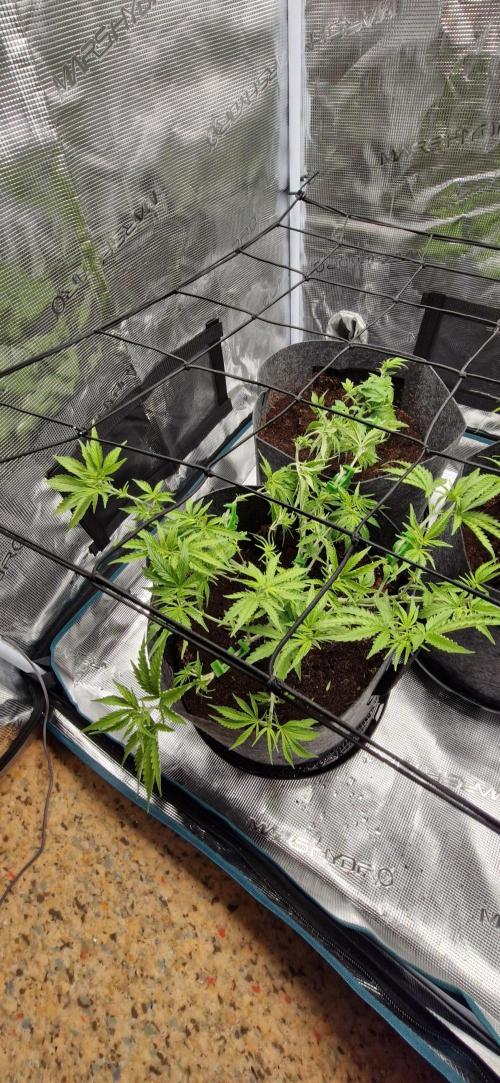 Alien OG. Week 3