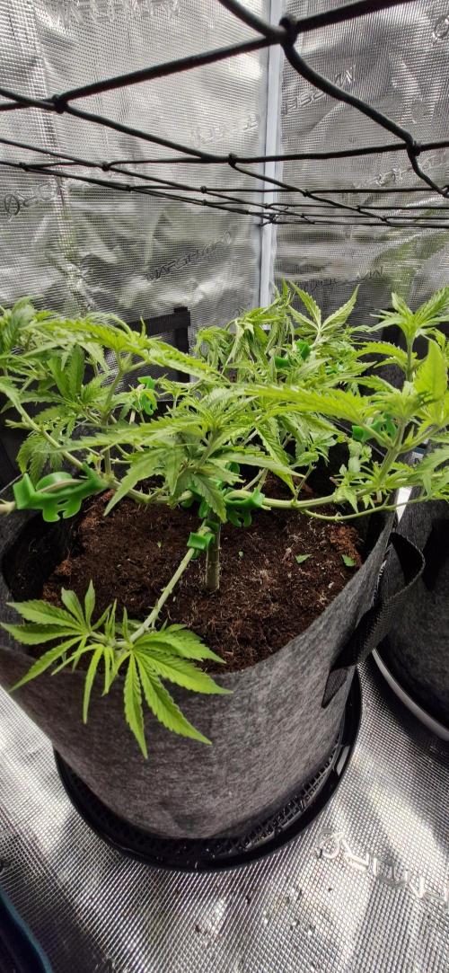 Alien OG. Week 3 - After trim..plus lst with plastic brackets.
