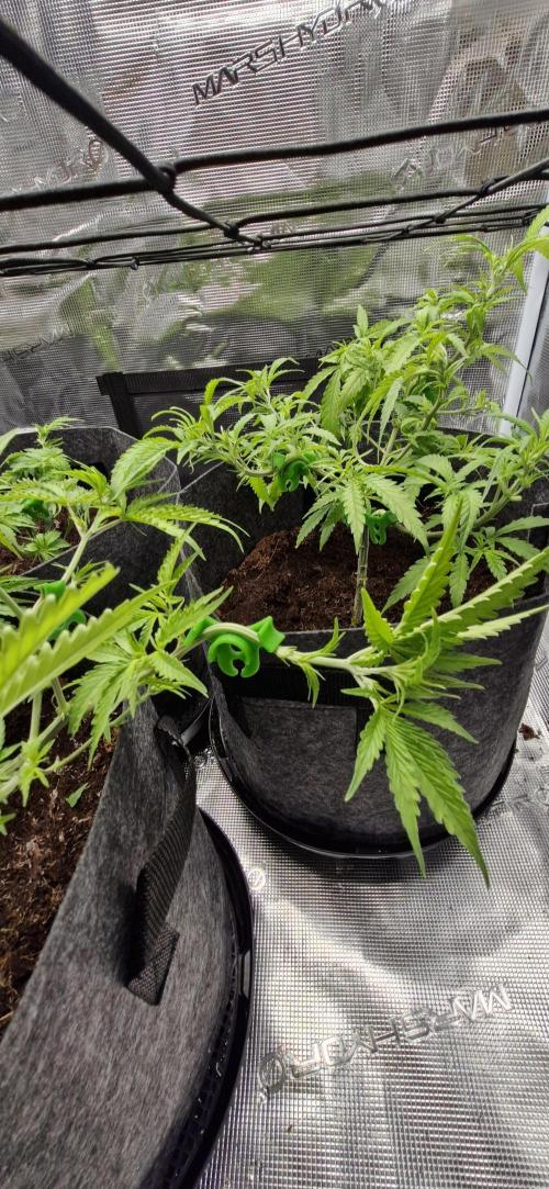 Alien OG. Week 3