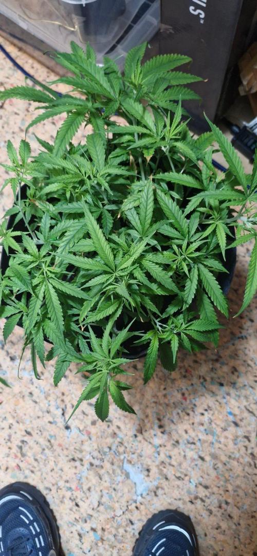 Alien OG. Week 4