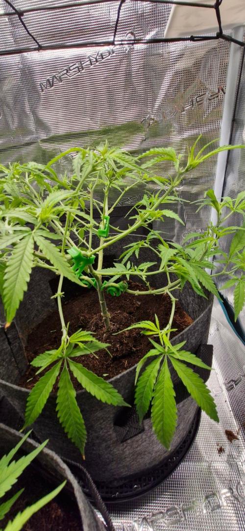 Alien OG. Week 4