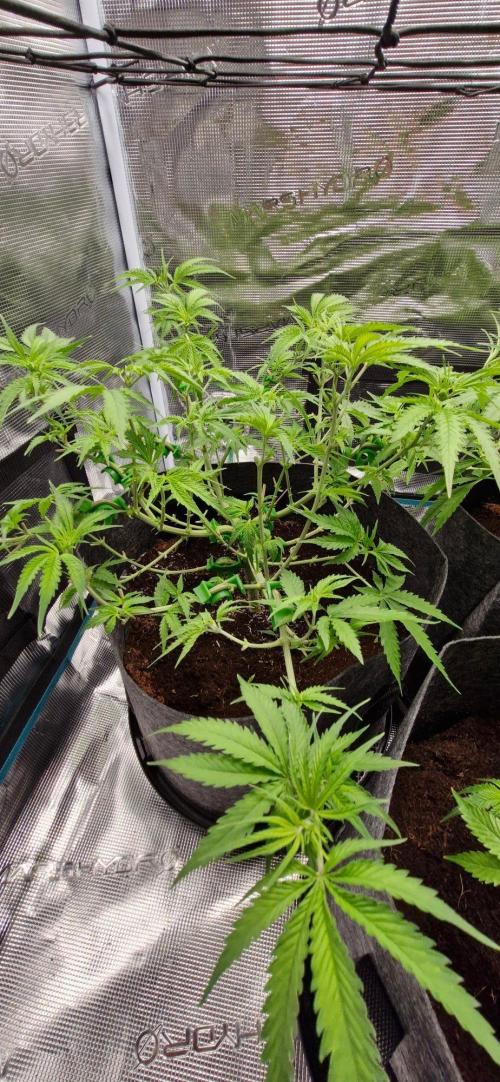 Alien OG. Week 4