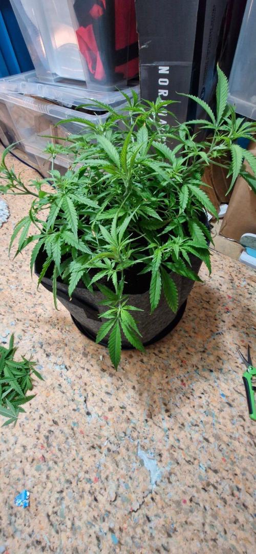 Alien OG. Week 4