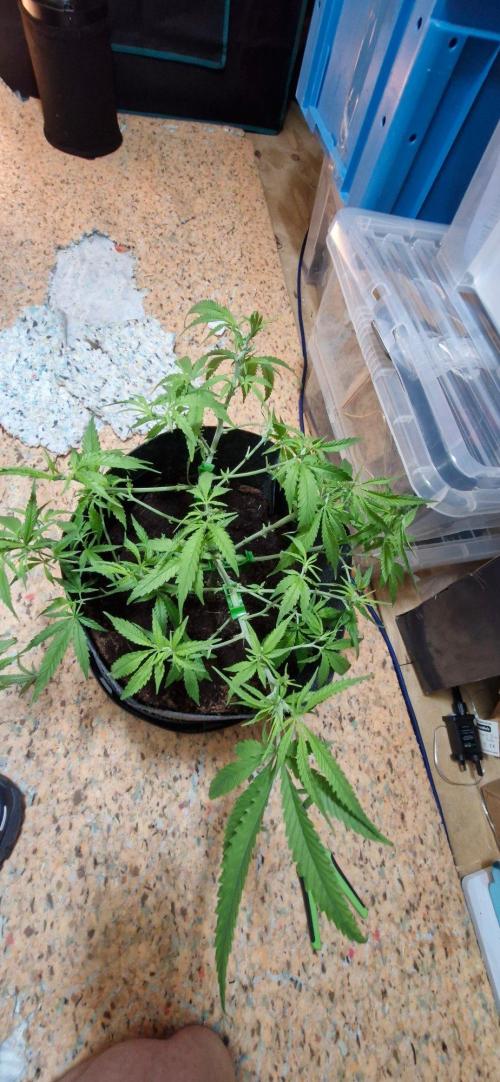 Alien OG. Week 4