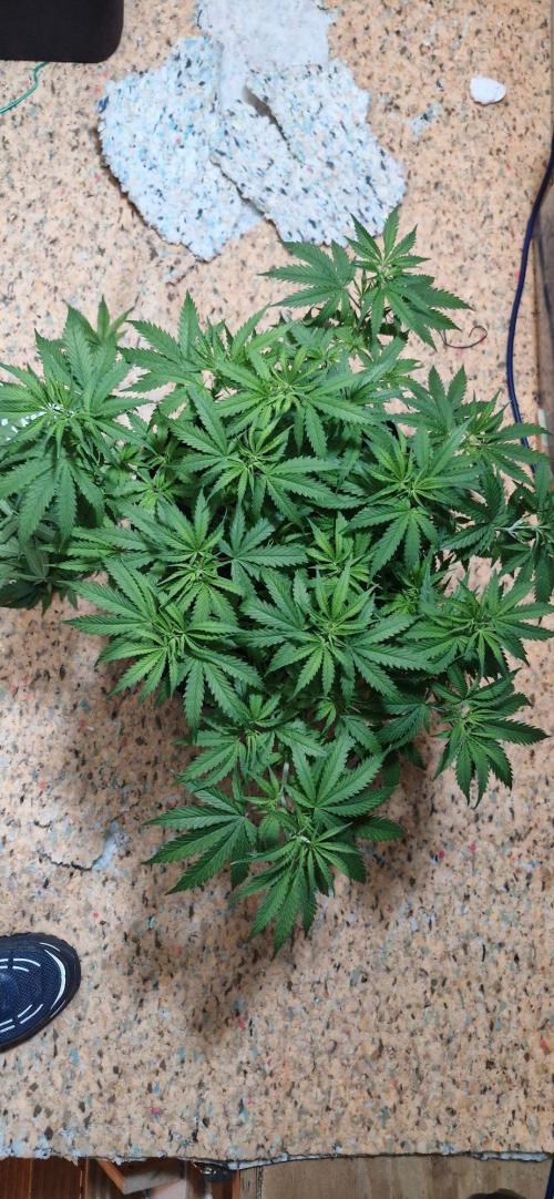 Alien OG. Week 4