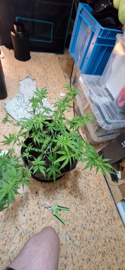 Alien OG. Week 4