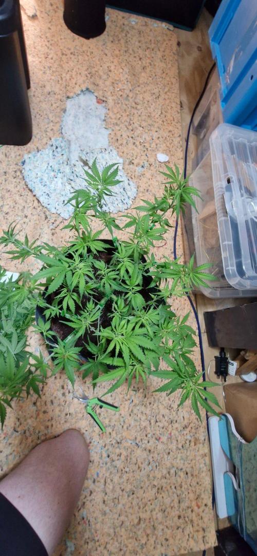 Alien OG. Week 4