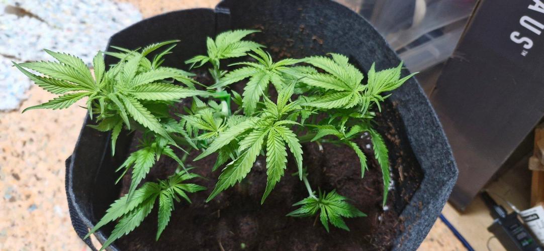 Cheese 🧀. Week 4