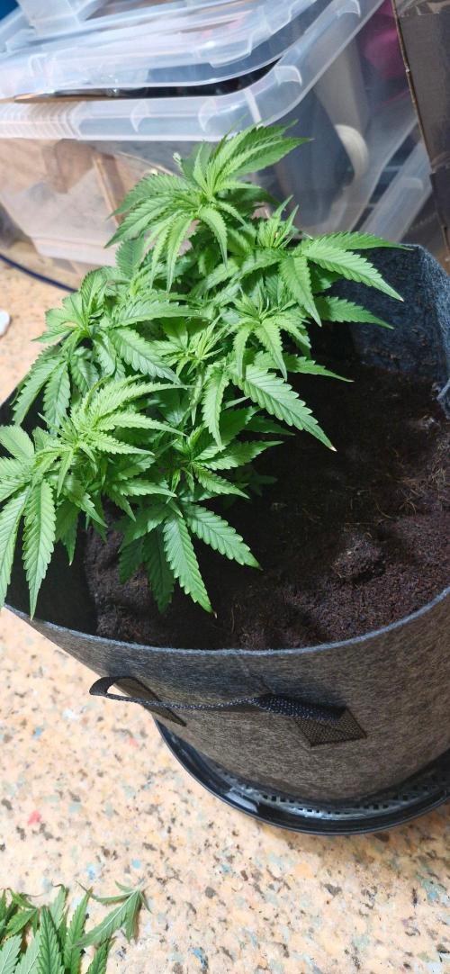 Cheese 🧀. Week 4