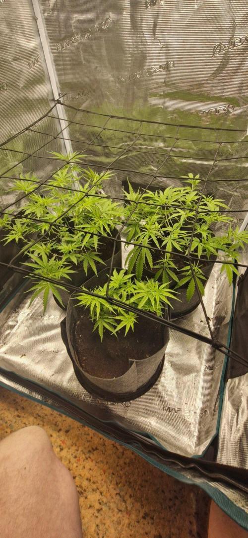 Alien OG. Week 4