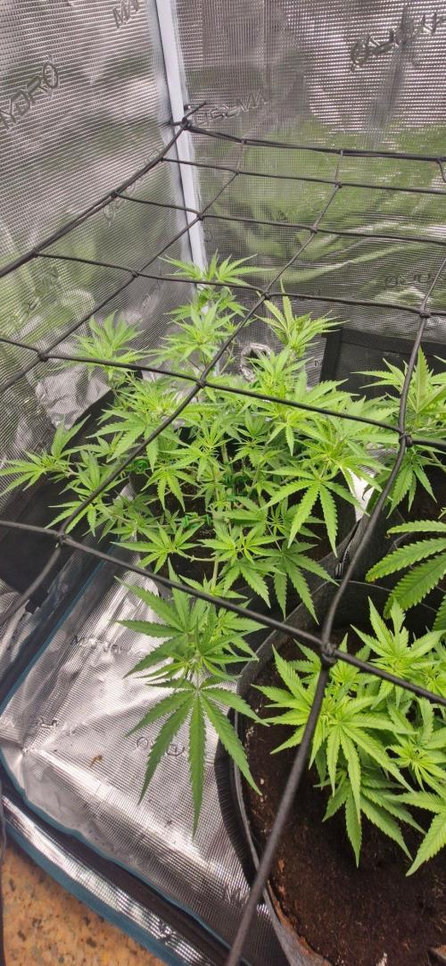 Alien OG. Week 4