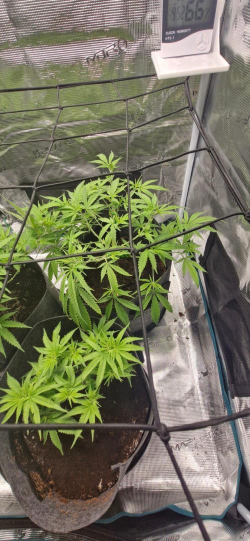 Alien OG. Week 4