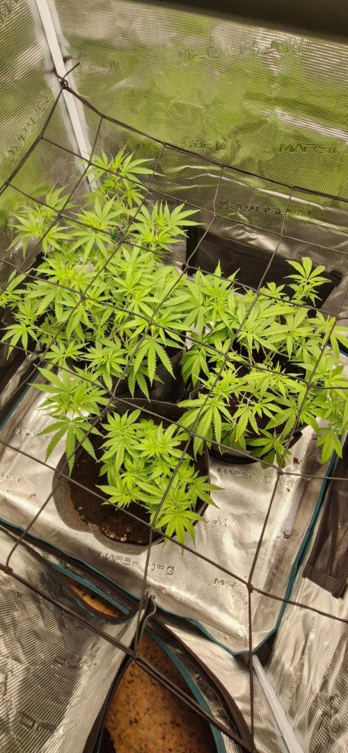 Alien OG. Week 4 - Next day after trimming them by 85% and turning 12/12