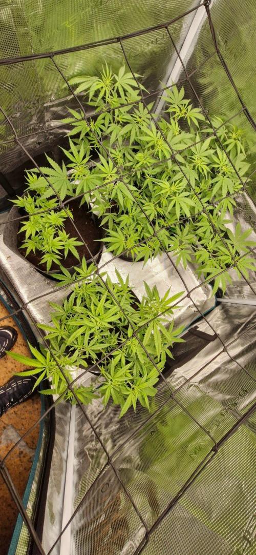 Alien OG. Week 5