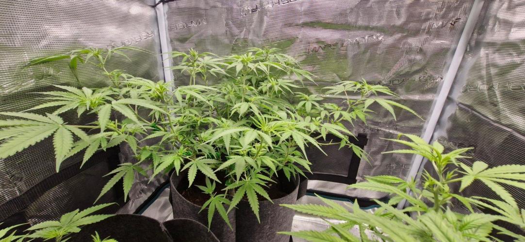Alien OG. Week 5