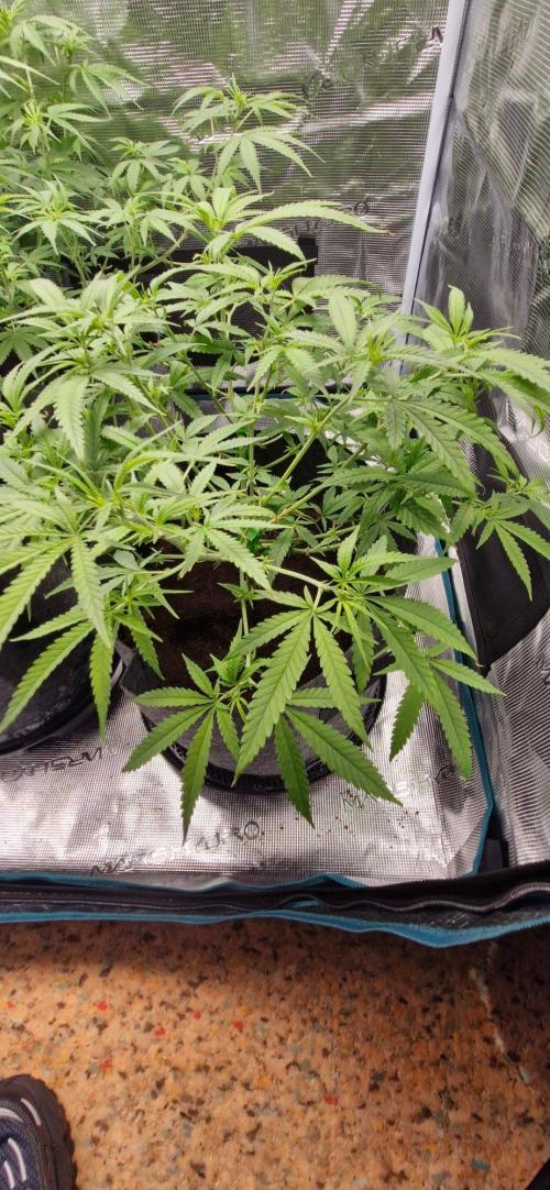 Alien OG. Week 5