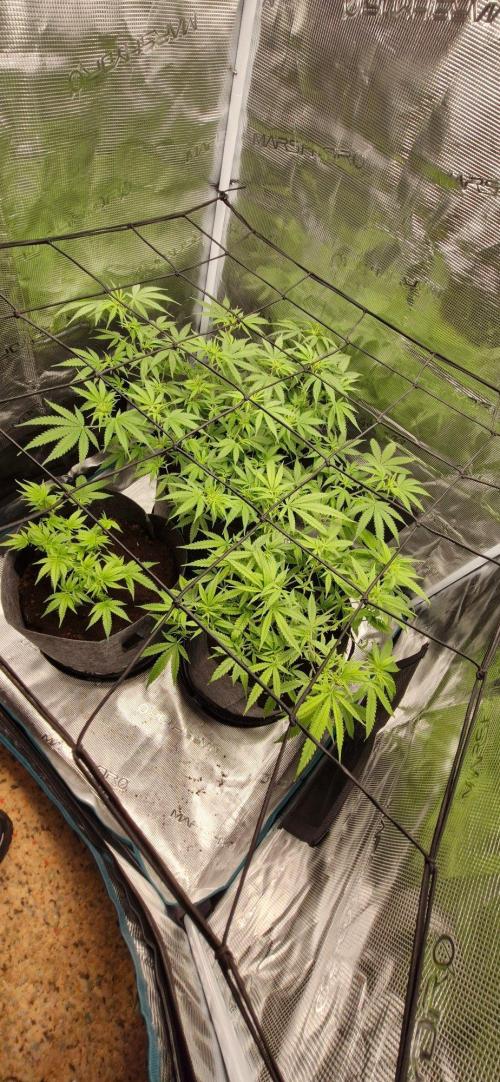 Alien OG. Week 5