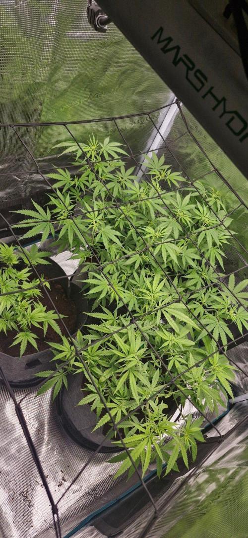 Alien OG. Week 5