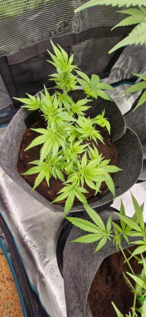 Cheese 🧀. Week 5