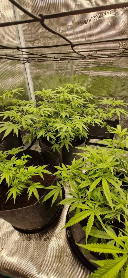 Cheese 🧀. Week 5
