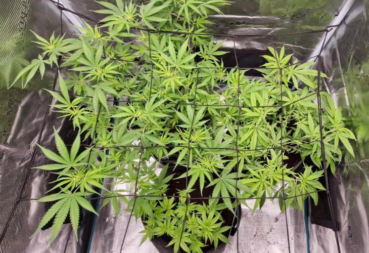Alien OG. Week 5 - Ladys look happy after adding big bud nuits..No burns..Really pleased how the og