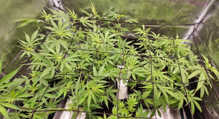 Alien OG. Week 5