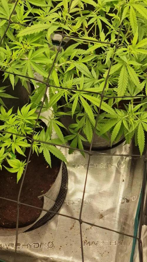 Alien OG