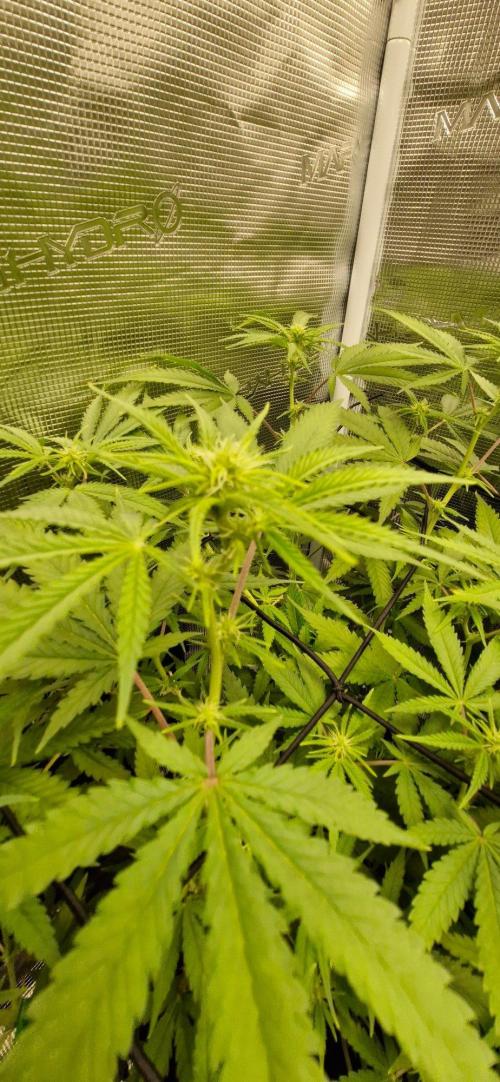 Alien OG. Week 5