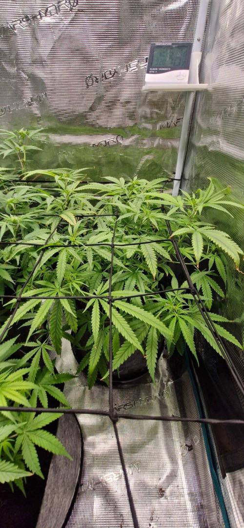 Alien OG. Week 5