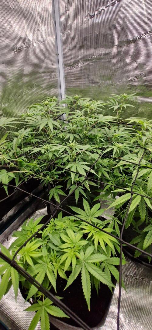 Alien OG. Week 5