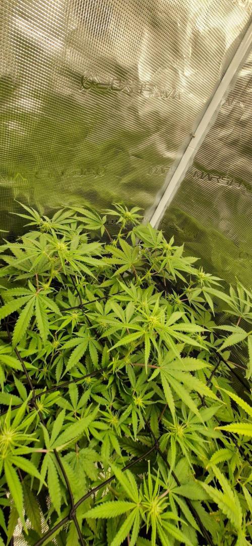 Alien OG. Week 5