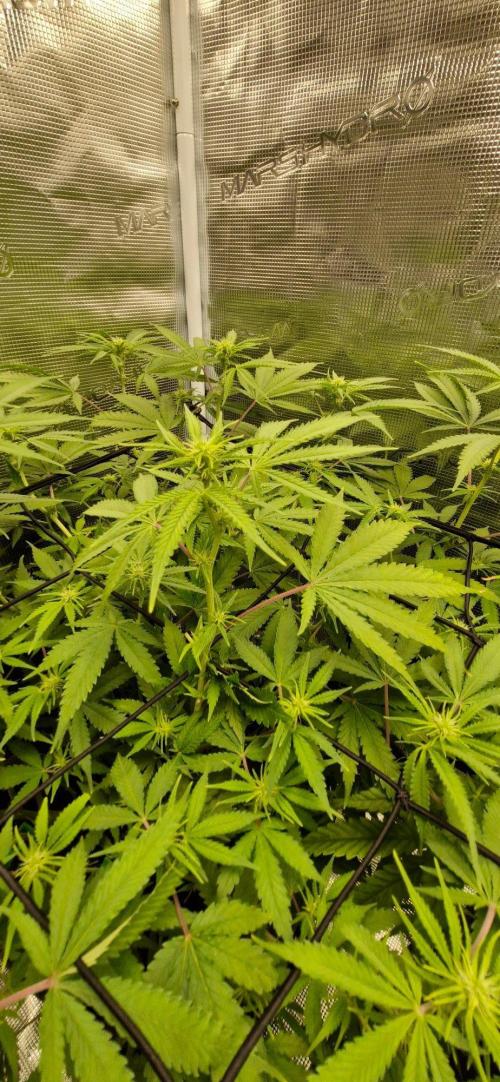 Alien OG. Week 5