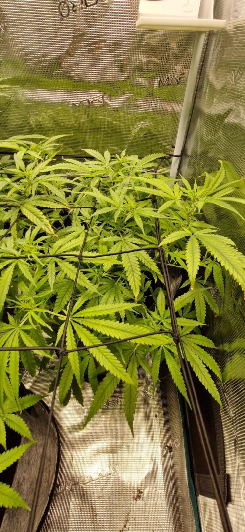 Alien OG. Week 5